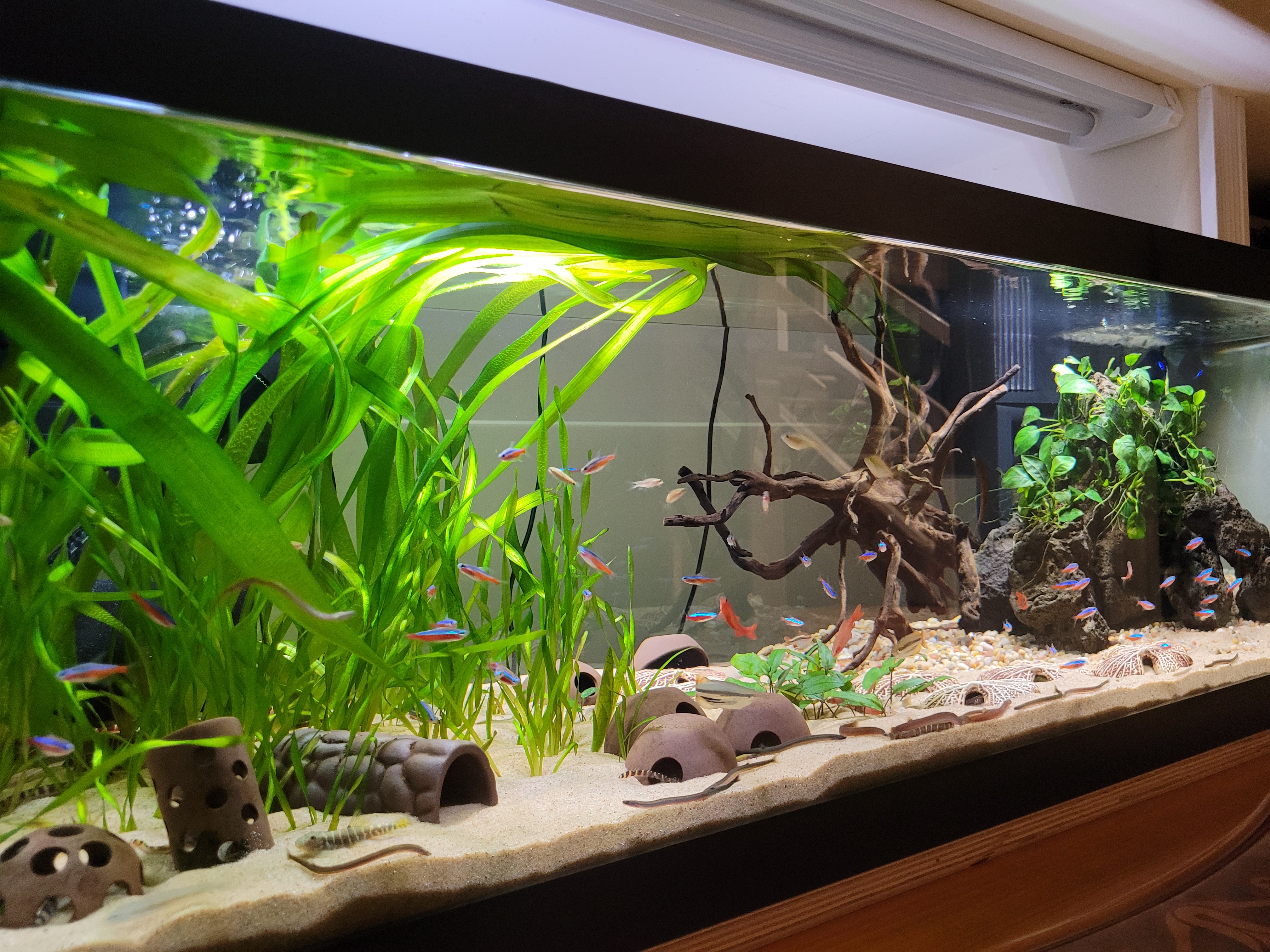 Current aquarium close-up